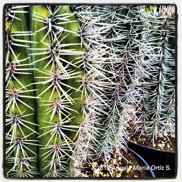 Angela Photo cactus