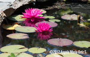 Angela Ortiz photo of lilies