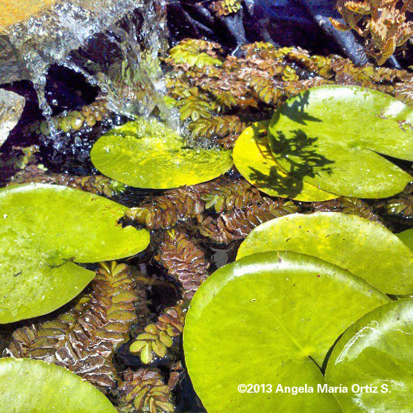 PONDWITH RUNNING WATER