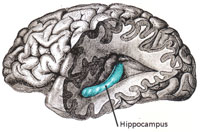 Brain-HypocampusPD_200
