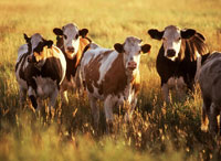 CattlePD_200